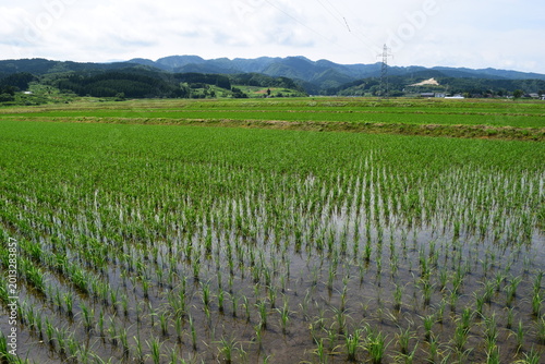 初夏の水田 山形県庄内