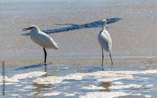 Photograph of herons in Barra de Tramandaí in Rio Grande do Sul, Brazil.	