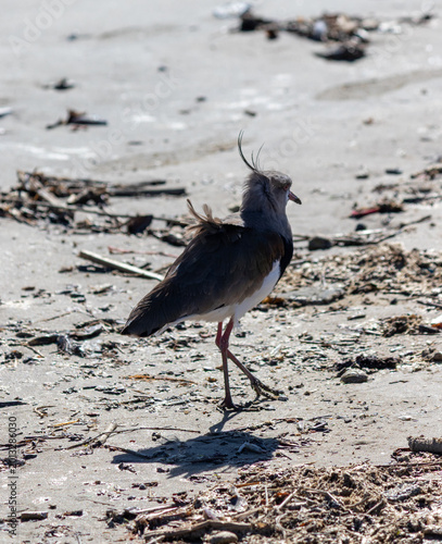 The beauty of Southern lapwings found in Barra de Tramandaí in Rio Grande do Sul, Brazil.	