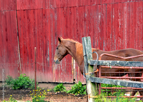 Fotografija Brown Horse Stands in Pen By Red Wooden Barn