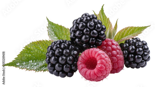 Foto Isolated ripe juicy blackberries and raspberries with dewy green leaves close up