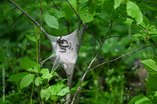 Εκτύπωση καμβά gypsey moths in web silk sack crawling around it between tree limbs