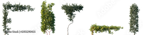 Canvas-taulu Set of Trachelospermum jasminoides and Rosa xanthina blossoming frontal isolated