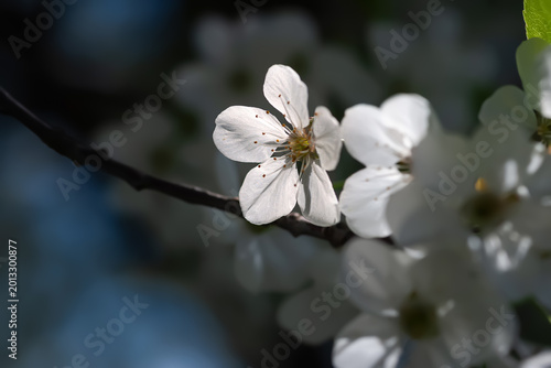 Cherry blossoms. White cherry blossoms in rays of light
