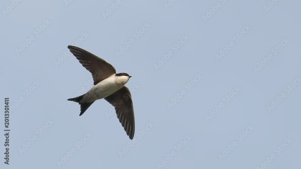 Obraz premium House martinin flight isolated on white, Delichon urbicum, birds of Montenegro