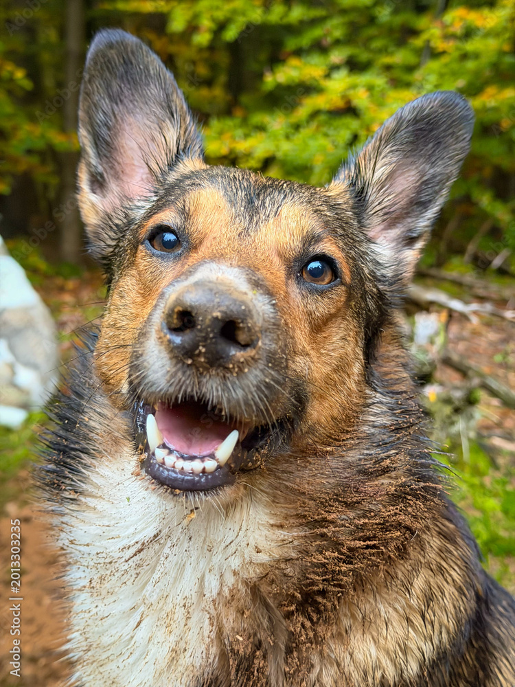 Fototapeta premium PORTRAIT, CLOSE UP: Happy wet mixed breed dog with a muddy nose and upright ears. Cute and cheerful pet after a refreshing swim in an alpine lake. Summer moment while traveling through northern Italy.