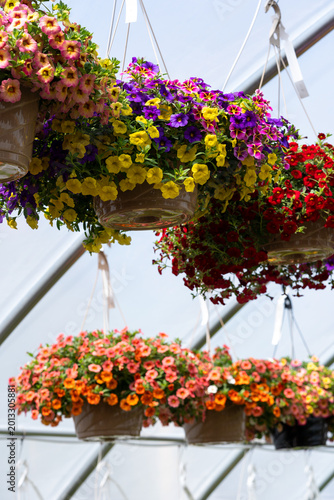 Φωτογραφία rows of colorful hanging flower baskets in a greenhouse