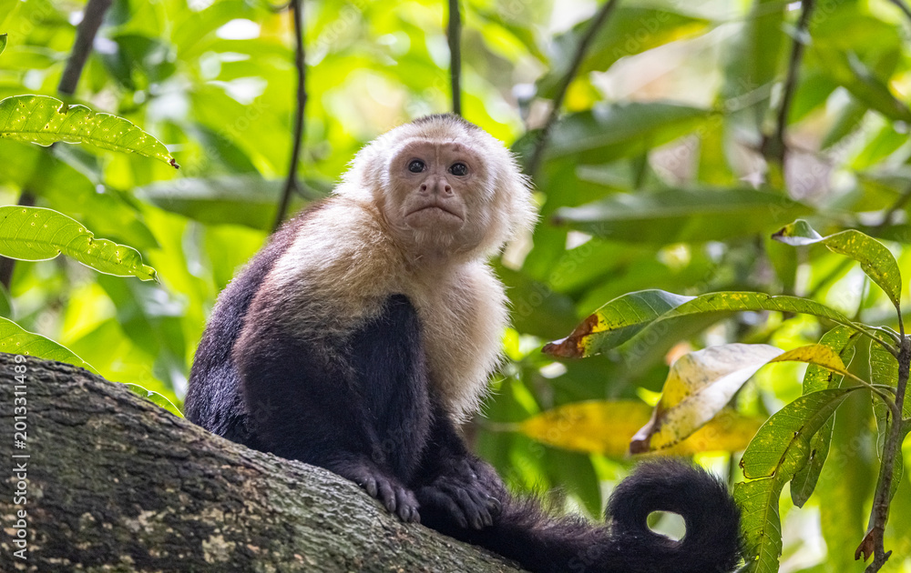 Fototapeta premium White-faced Capuchin Monkey, Costa Rica 