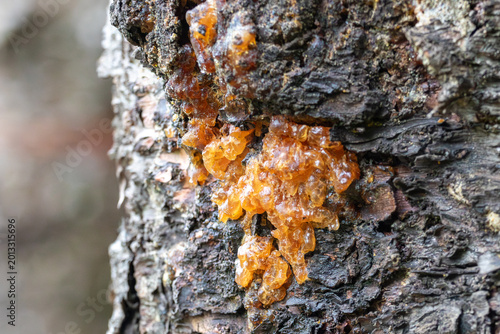 Konstfotografi Macro detail of viscous golden pine resin sap flowing down rough bark