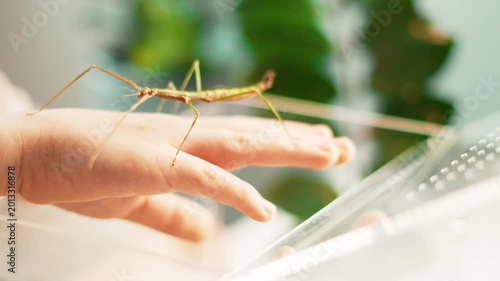 Macro view of phasmid insect standing on young girl hand near clear enclosure. Safe contact with fascinating creature inspires science interest, wildlife discovery and modern home education activity.