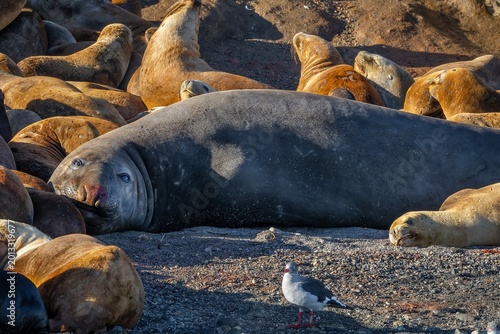Photos Southern sea elephant