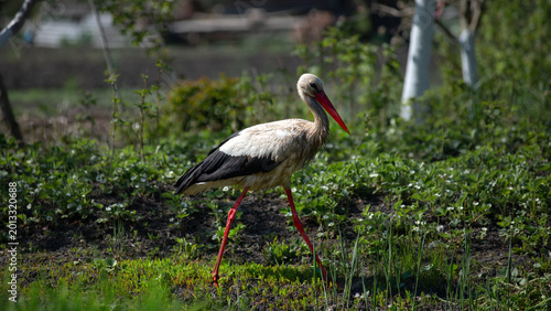 A bird parade. A stork searching for food. On the outskirts of a rural estate.
