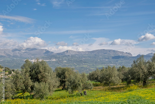 Olivenbäume bei Vinuela, Andalusien