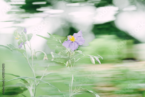 Photos Close-up of a blooming Silverleaf Nightshade plant in a natural Texas landscape with motion blur abstract background