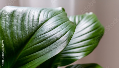 Large green leaves on plant closeup.