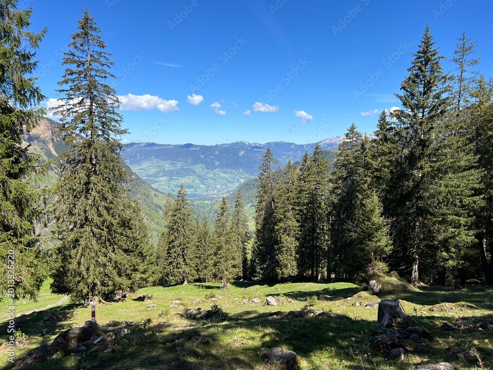 Fototapeta premium Mixed forests and thinned out trees on the slopes of the Uri Alps mountain massif and in the Melchtal Swiss alpine valley - Canton of Obwald, Switzerland (Kanton Obwalden, Schweiz)