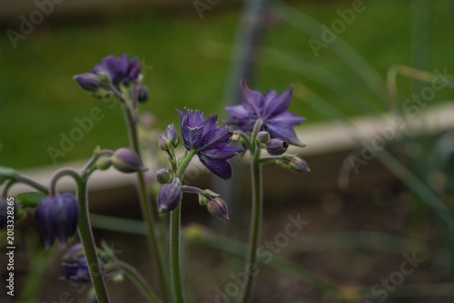 Side view of small, dark purple Columbine flowers growing in an outdoor garden.