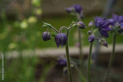 View of small, dark purple Columbine flowers before it has bloomed. Growing in an outdoor garden.