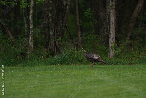 Wild female turkey at the edge of a field against the woods in Western Pennsylvania.
