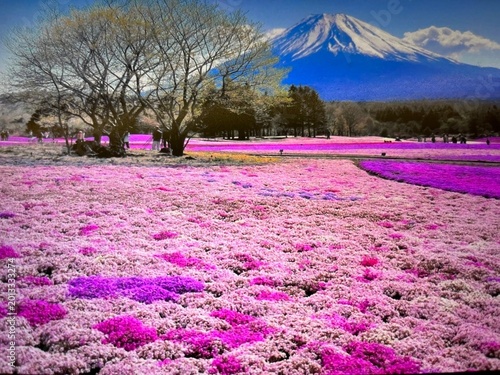 Valokuva 富士の麓のきれいなピンクの花