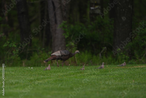 Pigeons sitting on the grass with a wild turkey hen in the background.