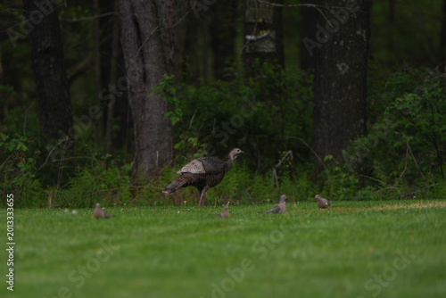 Wild turkey at the edge of a field against the woods in Western Pennsylvania. Hen with pigeons in the foreground.
