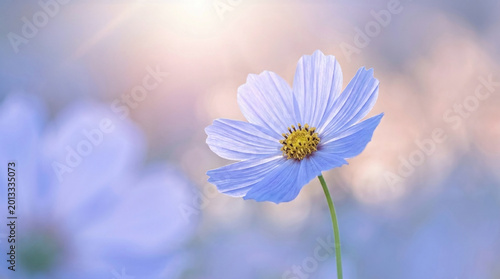 A single soft purple cosmos flower blooms beautifully under the gentle rays of a bright sunlit morning