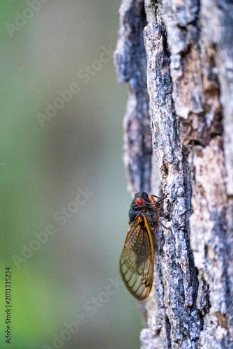 Brood II Cicada Straggler - 2026 Emergence