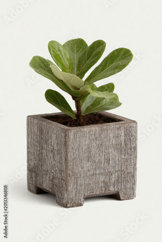 Small Potted Paddle Plant A Touch of Greenery for Any Space.