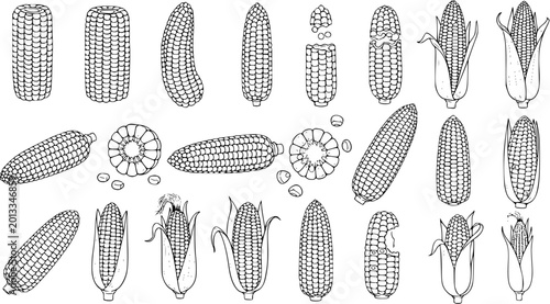 Obraz na płótnie Detailed black and white line art illustrations of corn cobs and kernels, depicting various forms and stages, perfect for food, harvest, and agricultural designs