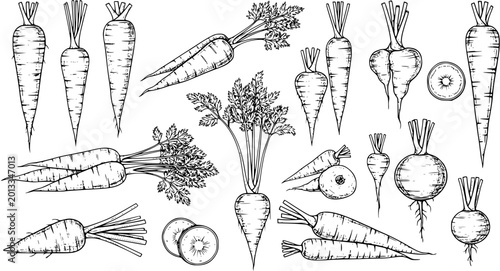 Foto Variety of Root Vegetables Illustration - Carrots, Turnips, Parsnips, and Beets