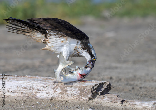 Osprey (Pandion haliaetus) With Freshly Caught Fish at Galveston Island East Beach