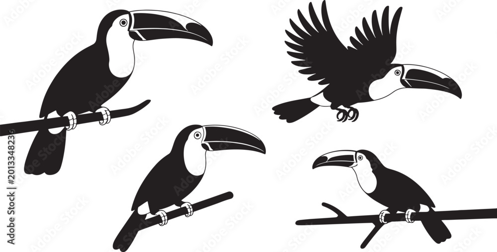 Fototapeta premium Four black and white toucan on branches one flying bird silhouette