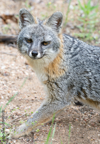 Gray fox (Urocyon cinereoargenteus) at Lady Bird Johnson Wildflowern center, Austin, Texas