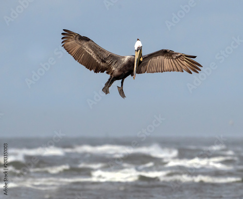 The brown pelican (Pelecanus occidentalis) fishing in the  ocean, Galveston, Texas, USA