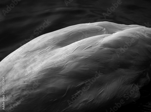 The image shows the intricate details of a swan's feathers in a monochrome setting. Soft light highlights the texture and pattern of the feathers, creating an elegant and serene composition.