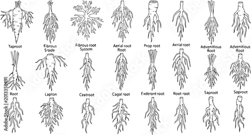 Tableau sur toile Botanical Illustration of Diverse Plant Root Systems
