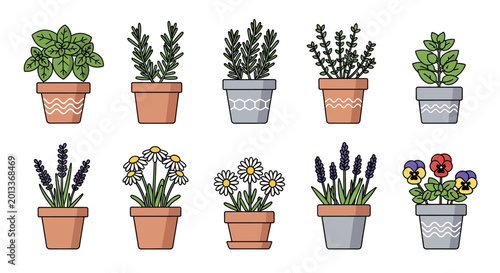 Potted plants: herbs, flowers, lavender, basil, chamomile, pansies