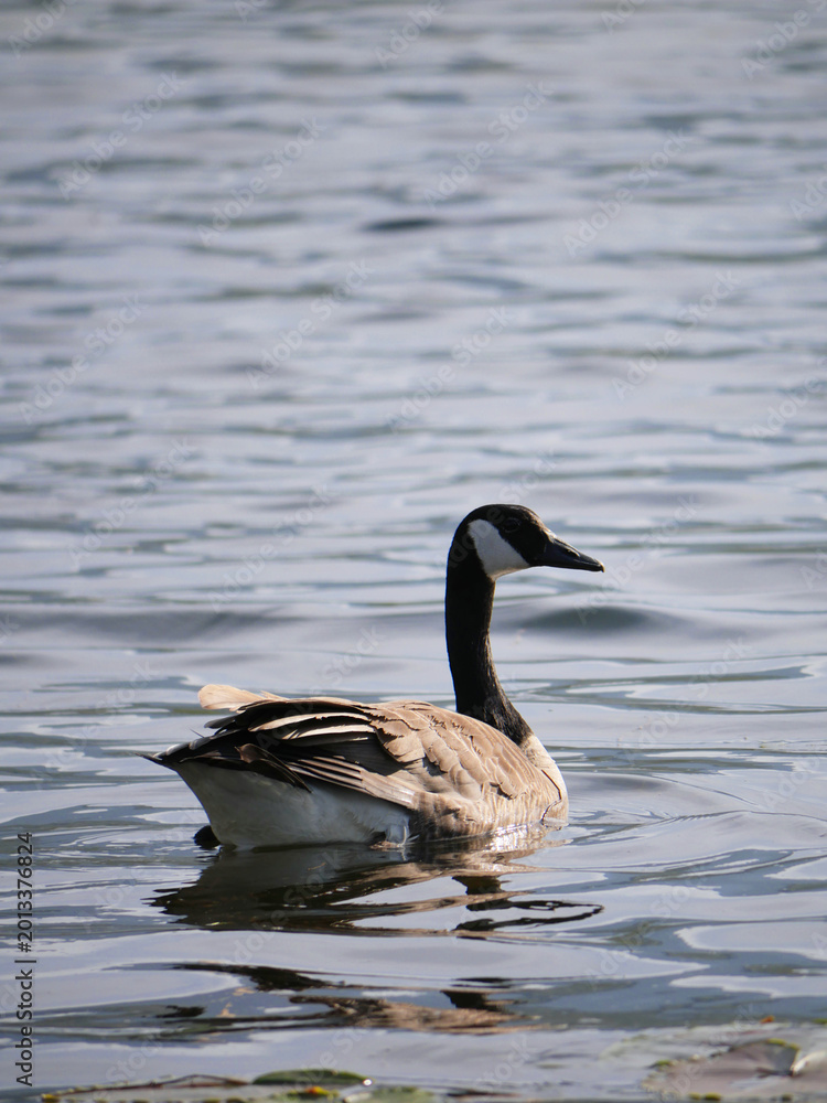 Fototapeta premium Canadian Goose at Cheam Lake Wetlands Regional Park during a spring season in Rosedale, Fraser Valley, British Columbia, Canada