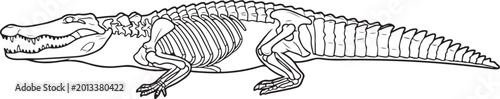 Foto Crocodile Skeletal Structure Illustration - Alligator Anatomy Diagram with Skull