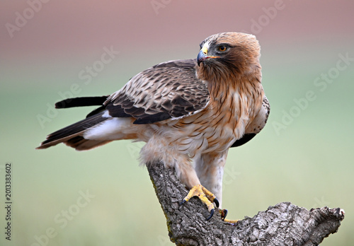 a beautiful booted eagle in freedom