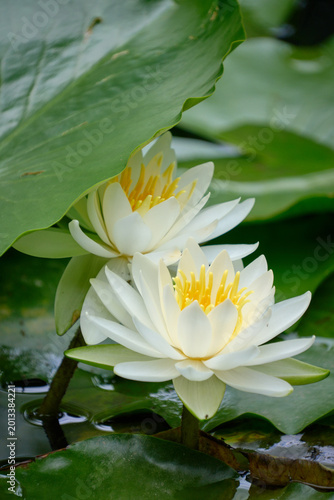 池に浮いた2輪の睡蓮の花