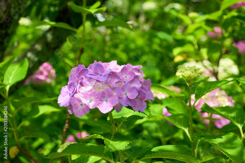 木漏れ日の中に薄紫色の紫陽花