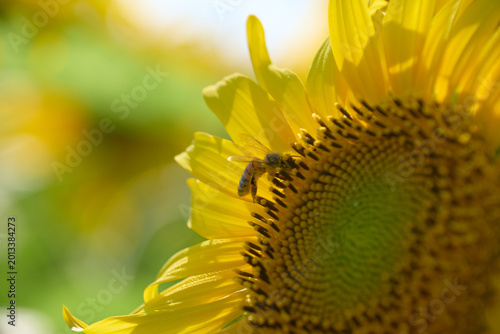 ひまわりの花に止まるハチ