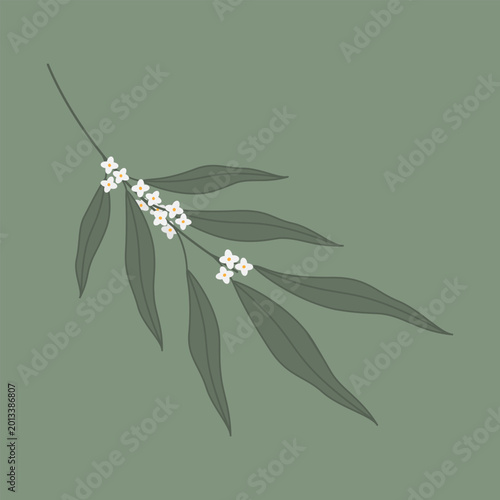 Fotografie A flowering olive branch Minimalist Flat design for many various uses