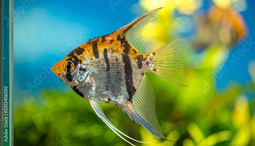 A graceful angelfish with silvery stripes and elongated fins swims in a green‑tinted aquarium, its delicate colors glowing softly against rocks and water reflections.