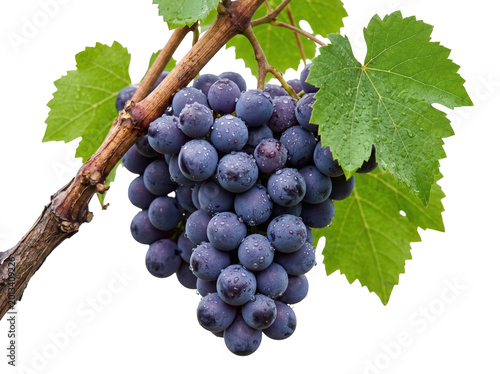 Quadro em tela Bunch of ripe purple grapes on the vine with leaves food and drink white backgro