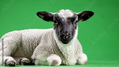 A cute young lamb with a black face and ears lies calmly on a green background, looking forward.