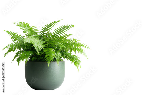 Green fern plant in a rounded sage green pot against a black background potted