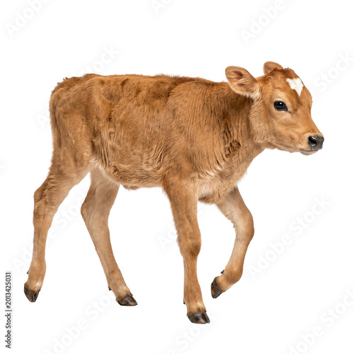 Cute Jersey Calf Walking Isolated on White Background